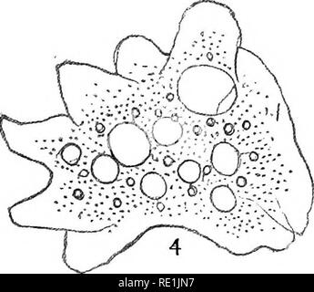 . Die britische Süßwasser und Rhizopoda Heliozoa. ; Rhizopoda Heliozoa; Süßwasser Tiere. . Bitte beachten Sie, dass diese Bilder sind von der gescannten Seite Bilder, die digital für die Lesbarkeit verbessert haben mögen - Färbung und Aussehen dieser Abbildungen können nicht perfekt dem Original ähneln. extrahiert. Cash, James, 1839-1909; Hopkinson, John, 1844-1919. gemeinsame Thema; Wailes, George Herbert, 1862. London, Gedruckt für den Ray Scociety Stockfoto