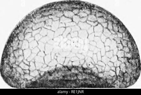 . Die britische Süßwasser und Rhizopoda Heliozoa. ; Rhizopoda Heliozoa; Süßwasser Tiere. . Bitte beachten Sie, dass diese Bilder sind von der gescannten Seite Bilder, die digital für die Lesbarkeit verbessert haben mögen - Färbung und Aussehen dieser Abbildungen können nicht perfekt dem Original ähneln. extrahiert. Cash, James, 1839-1909; Hopkinson, John, 1844-1919. gemeinsame Thema; Wailes, George Herbert, 1862. London, Gedruckt für den Ray Scociety Stockfoto