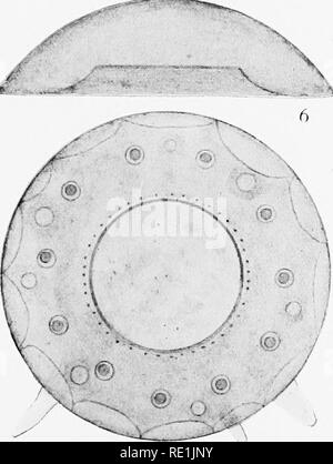 . Die britische Süßwasser und Rhizopoda Heliozoa. ; Rhizopoda Heliozoa; Süßwasser Tiere. . Bitte beachten Sie, dass diese Bilder sind von der gescannten Seite Bilder, die digital für die Lesbarkeit verbessert haben mögen - Färbung und Aussehen dieser Abbildungen können nicht perfekt dem Original ähneln. extrahiert. Cash, James, 1839-1909; Hopkinson, John, 1844-1919. gemeinsame Thema; Wailes, George Herbert, 1862. London, Gedruckt für den Ray Scociety Stockfoto