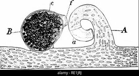 . Anlage Studien; eine elementare Botanik. Botanik. 244 ANLAGE STUDIEN und abgeschnitten von den allgemeinen Hohlraum, der durch Trennwände (Abb. 210). Das oogonium wird zu einem kugelförmigen Zellen, die in der Regel. Bitte beachten Sie, dass diese Bilder sind von der gescannten Seite Bilder, die digital für die Lesbarkeit verbessert haben mögen - Färbung und Aussehen dieser Abbildungen können nicht perfekt dem Original ähneln. extrahiert. Coulter, John Merle, 1851-1928. New York, D. Appleton und Unternehmen Stockfoto