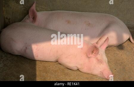 In der Nähe von etwas weiße Farbe domestiziert, Schweinchen, Schweinchen (Sus scrofa domesticus), Große Weiße Yorkshire Schweine schlafen in eine Schweinezucht, selektive Fokussierung Stockfoto