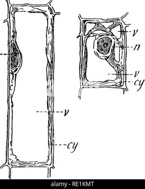 . Südafrikanische Botanik. Botanik. CHAPTEE II. Die Zelle. 10. Die Zelle. - Die gesamte Gewebe einer Anlage bestehen aus Einheiten genannt Zellen (Abb. 10). Diese re-semble der Zellen tierischen Gewebe in vielerlei Hinsicht, aber n-. Abb. 10.-typischen Zellen. n. Kern, v. Vakuole, cxj. Zytoplasma. von Ihnen, dass Sie umgeben von einer festen Wand einer Kohlenhydrat genannt Zellstoff gemacht werden, unterscheiden. Eine typische Aal] gefunden ist eine Masse von Zytoplasma, einer Flüssigkeit - wie Stoff, bestehend aus einer klaren Boden sub-18 enthalten. Bitte beachten Sie, dass diese Bilder aus gescannten Seite Bilder, die digital wurden extrahiert werden Stockfoto