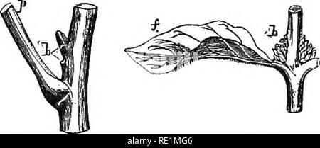 . Ein Handbuch der Botanik. Botanik. Allgemeine MORPHOLOGIE OP die Anlage 35 Teile der Anlage, wie auf die Wurzel, die Holzigen Teil der Stammzellen, die Blätter, und andere Organe. So, wenn ein Baum ist Pol-gespickt ist, wenn die wichtigsten Branchen und der Spitze der Amtsleitung abgetrennt sind, und eine große Menge von nahrhaften Materialien daher sammelt sich in der Letzteren, eine Vielzahl von adventi- Knospen gebildet werden, aus denen Branchen entwickelt. Die Zweige so produziert von Pollarding sind allerdings bis zu einem gewissen Grad, auch durch die Entwicklung von regelmäßigen Fiu ergänzt. 47 FiQ. 48. Abb. 49,. Abb. 47. Niederlassung Stockfoto