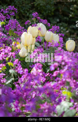 Frühlingsblumen, mit Tulpen Stockfoto