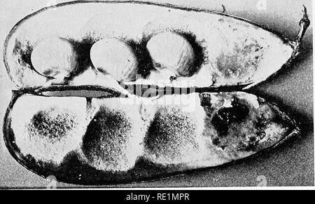 . Hochschule Botanik; Struktur, Physiologie und die Wirtschaftlichkeit von Anlagen. Botanik. Zweikeimblättrige Pflanzen 355. Fia. 195.-Pod und Samen von Lima Bean.. Bitte beachten Sie, dass diese Bilder sind von der gescannten Seite Bilder, die digital für die Lesbarkeit verbessert haben mögen - Färbung und Aussehen dieser Abbildungen können nicht perfekt dem Original ähneln. extrahiert. Koch, Melville Thurston, 1869-1952. Philadelphia und London, J. B. Lippincott Company Stockfoto