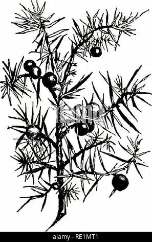 . Blumen des Feldes. Botanik. 268 MONOCHLAMYDE^ I. PiNus (FIR). - Unfruchtbar Blumen, in geclusterten, schuppige palmkätzchen, der oberen Skalen Lager sessile Antheren; fruchtbare Blumen in einem Ei-förmigen catkin, die schließlich zu einem woody Kegel; Samen geflügelt. (Name, den lateinischen Namen des Baumes.) S. syhestris (Scotch Fir). - einen hohen, malerischen Baum, mit rötlicher Rinde und eine dichte, getuftete Kopf. Blätter paarweise, ca. 2 cm lang, durch Skalen umgeben, immergrün. Die Kegel sind smaU, Stiellose, und 1-3 zusammen zu wachsen. Flügel der Samen 2 oder 3 Mal so lang wie die Samen. Indigene in den Highlands von Schottland, ein Stockfoto