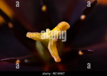 Extreme Nahaufnahme der Innenseite einer Tulpe Blume Stockfoto