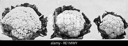 . Hochschule Botanik; Struktur, Physiologie und die Wirtschaftlichkeit von Anlagen. Botanik. Abb. 180.-- Kohl rabi von essbaren Größe.. EiQ. 181 - - Blumenkohl, mit äusseren Blätter getrimmt. Bitte beachten Sie, dass diese Bilder sind von der gescannten Seite Bilder, die digital für die Lesbarkeit verbessert haben mögen - Färbung und Aussehen dieser Abbildungen können nicht perfekt dem Original ähneln. extrahiert. Koch, Melville Thurston, 1869-1952. Philadelphia und London, J. B. Lippincott Company Stockfoto