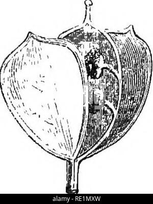 . Eine Geschichte des Pflanzenreiches; die Physiologie der Pflanzen, mit deren Einsatz für den Menschen und die Niedere Tiere und ihre Anwendung in der Kunst, produziert, und die heimische Wirtschaft. Illus. Durch mehrere hundert Figuren. Botanik; Botanik, wirtschaftlichen; 1855. 96 GESCHICHTE DES PFLANZENREICHES. Acom. ezactly zu tlie obige Definition oder Ausnahmen, gelten jedoch von den Botanikern als auch Sorten von tlie Berry, wie insbesondere die der Wacholder und Eibe. In der Ehemaligen die Skalen des fruchtbaren catkin, die letztlich - Saftige kommen werden, auch zusammen vereinigen sich und bilden ein glob Stockfoto