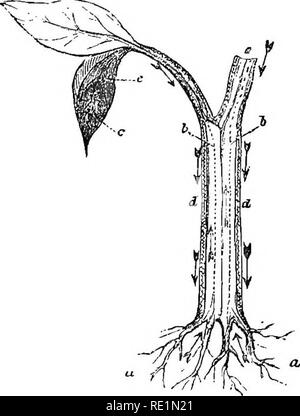 . Eine Geschichte des Pflanzenreiches; die Physiologie der Pflanzen, mit deren Einsatz für den Menschen und die Niedere Tiere und ihre Anwendung in der Kunst, produziert, und die heimische Wirtschaft. Illus. Durch mehrere hundert Figuren. Botanik; Botanik, wirtschaftlichen; 1855. Geschichte OP das PFLANZENREICH. Sie bestehen aus. Es bleibt nun die Art und Weise, in der die nutritive Angelegenheiten in der Anlage getroffen werden, um zu erläutern, und von dort verteilt und ausgearbeitet, so als Teil der organisierten Struktur des pflanzlichen zu werden. In dieser Beschreibung, jedoch werden wir uns derzeit hauptsächlich auf den Kurs o beschränken Stockfoto