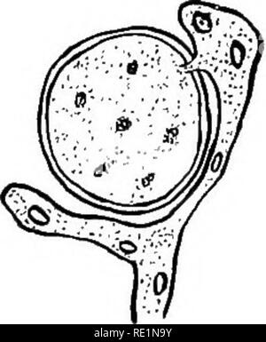 . Hochschule Botanik; Struktur, Physiologie und die Wirtschaftlichkeit von Anlagen. Botanik. Abb. 126.- Albugo Candida, die Bildung der konidien Sporen gerade unterhalb des epider-mis der Wirtspflanze und auch das antheridium und archegonium. Schwimmen für ein paar Minuten m die Feuchtigkeit auf der Oberfläche des Blattes, zur Ruhe kommen, ihre Wimpern verlieren und neuen hyphse, die das Blatt durch die Spaltöffnungen eindringen. Die oogonien und anthe-ridia sind sehr ähnlich zu denen des Albugo. Die Kraut- und Knollenfäule der Kartoffel ist in Wirklichkeit ein Mehltau und wird durch einen Pilz (Phytophthora infestans) verursacht. Es ist sehr ähnlich dem grap Stockfoto