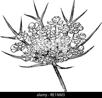 . Elementare Botanik. Botanik. 282 DICOTYLEDONS. Die petersilie Familie, die dolde ist ein Mittel, das, wie in der Abbildung gezeigt. Der Kelch ist fest mit der Wand des Eierstocks, die gebildet wird von zwei united Fruchtblätter. Die fünf weißen Blütenblättern sowie die fünf Staubblätter ergeben sich aus der. Abb. 373 - Single dolde der Wilden Möhre. Marge des Ovars rund um die beiden Stile. Kein Teil der Kelch ist kostenlos in der Wilden Möhre, obwohl in einigen anderen Mitgliedern der Familie dort klein sind. Bitte beachten Sie, dass diese Bilder aus gescannten Seite Bilder, die digital zum Lesen erhöht worden sein können extrahiert werden Stockfoto