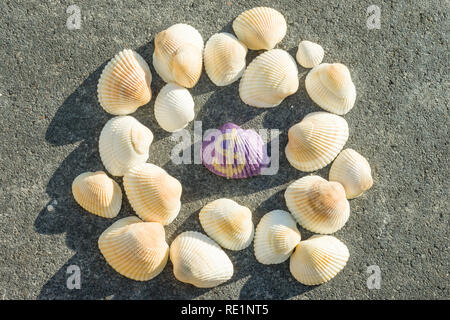 Dollarzeichen auf der Schale. Hintergrund mit Muscheln reinigen. Stockfoto