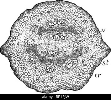 . Die Natur und die Entwicklung der Pflanzen. Botanik. Abb. 220. Stammzellen im Frühjahr von allen seinen Blättern befreit, speichern Sie die Jungen, c, in der Nähe der Tipp: r, Wurzeln; v, Leitbündel in der Basis des Blattstiels; x, Region, aus der die Rinde entfernt wurde die Leitbündel aus den Blättern vereint ein Gitter arbeiten zu zeigen. Erscheint die Regel in der U-Bahn zu sein, da die Schwierigkeiten und die Gefahr der Versendung der zarten jungen Blättern bis durch den Boden durch die Entwicklung einer oder ein paar Blätter, minimiert wird. Abb. 221. Querschnitt der Farn Stammzellen: v, eine konzentrische vaskuläre Strand, große Zellen o Stockfoto