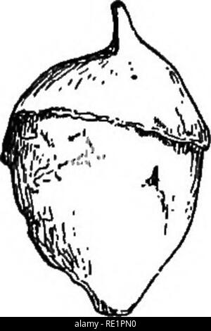 . Landwirtschaftliche Botanik, theoretische und praktische. Botanik, wirtschaftlichen; Botanik. Blume von Rotklee.. Abb. 130.-Obst (pyxidium) von Rotklee; im oberen Teil ein Teil der verdorrten Stil ist gesehen (vergrößert). Bitte beachten Sie, dass diese Bilder sind von der gescannten Seite Bilder, die digital für die Lesbarkeit verbessert haben mögen - Färbung und Aussehen dieser Abbildungen können nicht perfekt dem Original ähneln. extrahiert. Percival, John, 1863-1949. New York, H. Holt Stockfoto