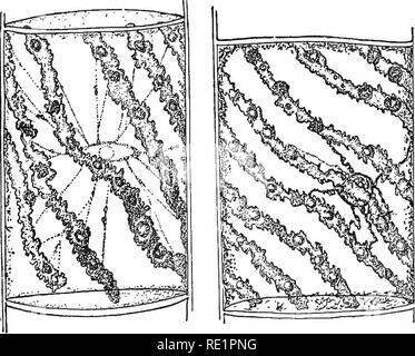 . Elementare Botanik. Botanik. Physiologie. Ergebnisse mit Hilfe des Mikroskops. Das jod gibt eine gelblich-braune Farbe in das Protoplasma, und es können mehr deutlich gesehen werden. Der Kern ist auch viel mehr im Vordergrund, da es Farben tief, und wir nicht wahrnehmen können, im Kern eine kleine gerundeten Körper, manchmal mehr, der nukleolus. Das jod Hier tötet und Flecken das protoplasma. Die proto-keimplasma, jedoch in einem lebenden Zustand wird für eine Zeit, einige andere Reagenzien, wie wir sehen werden, wenn wir versuchen, es mit einem Prozent wässrige Lösung eines Farbstoffes bekannt als eosin zu beflecken. Lassen Sie uns einen fe Berg Stockfoto