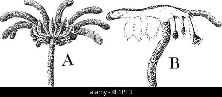 . Die Natur und die Entwicklung der Pflanzen. Botanik. Abb. 194. Struktur der fast reifen Sporophyt: A, Fortsetzung des Wachstums in Abb. 193, C, zeigt die Bildung einer Fuß-, Stiel, und Kapseln, c, das längliche enthalten dunkle Zellen, die elaters und die Sporen. Die archegonium durch die Dehnung der Stiel gebrochen worden ist und nicht in der Abbildung p angezeigt, fällt. 5, Erweiterung der Basis für die Befestigung von. Der Fuß (durch dunklere Linien gekennzeichnet) in die Gewebe des antheridial Stiel. C, einen elater und Sporen. Abb. 195. Archegonial Zweig mit ausgereiften Sporophyten: A, B Stockfoto