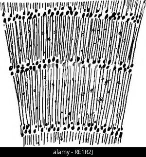 . Landwirtschaftliche Botanik, theoretische und praktische. Botanik, wirtschaftlichen; Botanik. Abb. 65. - Querschnitt durch die jahresringe der Asche. (Vier mal natürliche Größe.). Bitte beachten Sie, dass diese Bilder sind von der gescannten Seite Bilder, die digital für die Lesbarkeit verbessert haben mögen - Färbung und Aussehen dieser Abbildungen können nicht perfekt dem Original ähneln. extrahiert. Percival, John, 1863-1949. New York, H. Holt Stockfoto