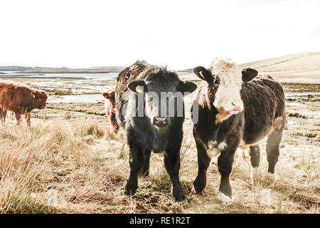 Highland rind kalb, Scottish Highlands Kälber Stockfoto