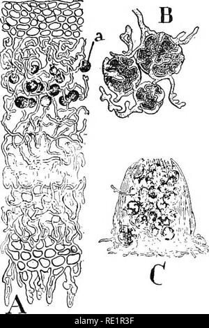 . Die Natur und die Entwicklung der Pflanzen. Botanik. Entwicklung von Pflanzen 235 Hyphen, in der Tat, eine Miniatur Flechten (Abb. 143, C). In einigen Arten der soredia Form ein eher pulverförmige oder körnige Beschichtung auf der Oberfläche der Flechten, und in anderen Fällen, die Sie innerhalb der Flechten entwickelt werden. Diese Einrichtungen sind leicht vom Wind zerstreut, wenn die Flechten sind trocken und unter günstigen Bedingungen wachsen in neue Flechten. Die Reproduktion ist auch durch Ascosporen, die in der Tasse Pilze entwickelt werden. Die Frau. Bitte beachten Sie, dass diese Bilder aus gescannten Seite Bilder, Biene haben können extrahiert werden Stockfoto