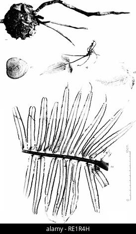 . Die Eusporangiatae; die vergleichende Morphologie der Ophioglossaceae und Marattiaceae. ; Ophioglossaceae Marattiaceae. u1a, - OD E. S-^3 o o o u Bitte beachten Sie, dass diese Bilder sind von der gescannten Seite Bilder, die digital für die Lesbarkeit verbessert haben mögen - Färbung und Aussehen dieser Abbildungen können nicht perfekt dem Original ähneln. extrahiert. Campbell, Douglas Houghton, 1859-1953. Washington, D.C., Carnegie Institution in Washington Stockfoto