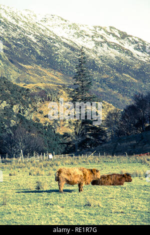 Highland Kuh stand in einer schottischen Wiese zeigt ein neugieriges Interesse an seine Umgebung Stockfoto