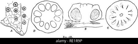 . Die Eusporangiatae; die vergleichende Morphologie der Ophioglossaceae und Marattiaceae. ; Ophioglossaceae Marattiaceae. 208 Die MARATTIALES rangiophore in allen lebenden Ophioglossaceae adaxial ist, während in der Marattiaceae der synangia Abaxial sind, ist ein ernster Einwand gegen eine solche Hypothese; und die plausibelste Erklärung Derzeit scheint zu sein, dass eine progressive Sterilisation der Teil der sporophyll selbst und die Erweiterung der sterilen Gewebe in die Breite Lamina des Blattes mit dem getrennt sporangien oder synangia auf der unteren Oberfläche. Es muss zugegeben werden, dass das DIF Stockfoto