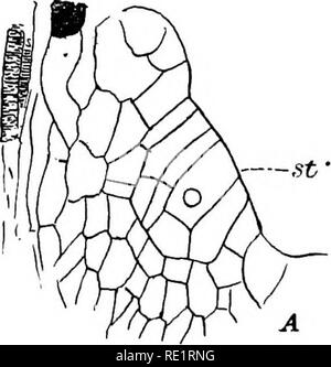 . Die Eusporangiatae; die vergleichende Morphologie der Ophioglossaceae und Marattiaceae. ; Ophioglossaceae Marattiaceae. . Bitte beachten Sie, dass diese Bilder sind von der gescannten Seite Bilder, die digital für die Lesbarkeit verbessert haben mögen - Färbung und Aussehen dieser Abbildungen können nicht perfekt dem Original ähneln. extrahiert. Campbell, Douglas Houghton, 1859-1953. Washington, D.C., Carnegie Institution in Washington Stockfoto