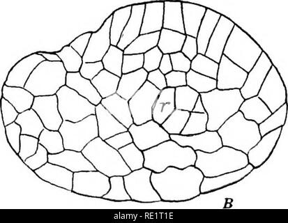 . Die Eusporangiatae; die vergleichende Morphologie der Ophioglossaceae und Marattiaceae. ; Ophioglossaceae Marattiaceae. . Bitte beachten Sie, dass diese Bilder sind von der gescannten Seite Bilder, die digital für die Lesbarkeit verbessert haben mögen - Färbung und Aussehen dieser Abbildungen können nicht perfekt dem Original ähneln. extrahiert. Campbell, Douglas Houghton, 1859-1953. Washington, D.C., Carnegie Institution in Washington Stockfoto