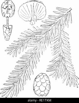 . Pflanzen und ihren Verwendungen; eine Einführung in die Botanik. Botanik; Botanik, Wirtschaftliche. Abb. 2 G 1.- Red Cedar {Junipin'^virginiartu, Kiefer Familie -, Pinacew). Fruchtenden trieb, 1. Grünen Spitze. (Britton und Braun.) - Baum 80 m. hoch; Rinde browni.sh, shreddy; Blätter stumpf grün; Blüten gelblich; Obst Hellblau. Heimat, Nordamerika. 262.- (Redwood Sequoia sempervirens, Kiefer Familie, Pinacew). Obst- Niederlassung. (Nicholson.) - Baum über 100 m hoch; Rinde rötlich braun; Blätter meist Maßstab - Wie; Blumen unauffällig; Obst bräunlich. Heimat, Kalifornien. Abb.. Abb. 26.3.-Schierling (Tsugn nntu Stockfoto