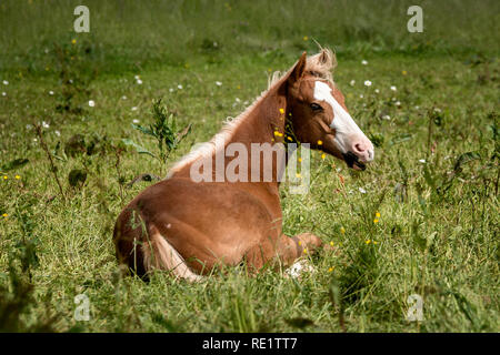Quarter horse Fohlen Stockfoto