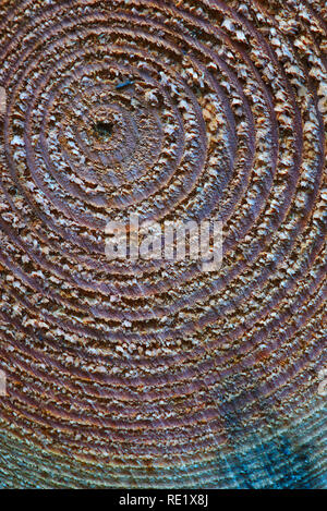 Holz Textur, konzentrischen Kreisen in einem Baumstamm, close-up Stockfoto