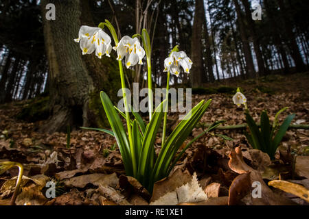 Weiße Schneeflocken (Leucojum Vernum) sind auf einer Wiese blühen. Stockfoto