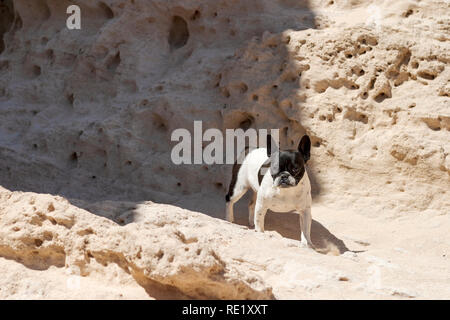 Französische Bulldogge Hund bei Sa Pedrera de Cala d'Hort Strand, mit seinem Gesicht verschmiert mit Sand. Atlantis, Ibiza, Spanien Stockfoto