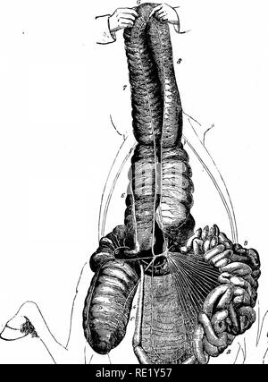 . Ein Lehrbuch der Tierphysiologie, mit einführenden Kapiteln über die allgemeine Biologie und eine vollständige Behandlung der Fortpflanzung... Physiologie, Vergleichende. 318 TIERPHYSIOLOGIE.. X" '^'^v "^". Bitte beachten Sie, dass diese Bilder sind von der gescannten Seite Bilder, die digital für die Lesbarkeit verbessert haben mögen - Färbung und Aussehen dieser Abbildungen können nicht perfekt dem Original ähneln. extrahiert. Mühlen, Wesley, 1847-1915. New York, D. Appleton Stockfoto