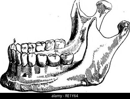 . Ein Lehrbuch der Tierphysiologie, mit einführenden Kapiteln über die allgemeine Biologie und eine vollständige Behandlung der Fortpflanzung... Physiologie, Vergleichende. Abb. 265. Abb. 364. Abb. 264.- gebiss von minderwertiger Kiefer von Pferd (nach Cliauveau). Abb. 265.-inferioren Oberkiefer des Menschen (nach sappey). Alveoläre Grenze;/, Schneidezähne: c, Eckzähne; b, Bicuspid Zähne; m, Molaren. In Carnivora die Zähne zum Greifen und Reißen dienen, während in der insectivora der Zunge, als auch in bestimmten Vogelarten (Holz - peckers), ist ein wichtiges Organ für die Ernährung sichern. Es ist zu beachten, dass, während das Pferd Getreide Gras von Stockfoto