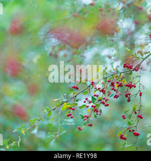 MAJUELO - Gemeinsame Weißdorn (Rosa moschata), Dehesa de Sevilla jetzt, La Pedriza de Grazalema, Sierra de Guadarrama Nationalpark, Manzanares el Rea Stockfoto