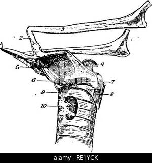 . Die Anatomie des Pferdes, eine Sektion. Pferde. DISSECTION OP den Kehlkopf. 235. Abb. 30. Kehlkopf, Seitenansicht. 1. Glossal Prozess der Hyoid; 2. Kleine Cornu; 3. Große Cornu; 4. Arytenoid Cartilage; 5. - Tliyro Hyoideus; 6. Einfügen von Sterno-Thyroid; 7. Crico - Thyroidens; S. Crico - arytenoideus Posticus; 9. Ist der Ring der Luftröhre; 10. Schilddrüse Körper. Die Hyo-epiglottideus Muskel (Abb. 31.) Der Ursprung nimmt die obere Teilfläche des Körpers der Zungenbein; und, nach hinten, in der mittleren Zeile, wird es in der vorderen Fläche der epiglottis am unteren Teil eingefügt. Die Fasern sind mit gemischten Stockfoto