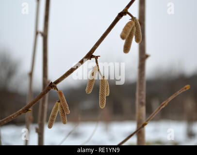 Hasel männliche Kätzchen im Winter, corylus avellana Stockfoto