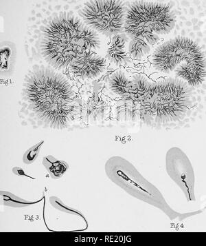 . Ein Lehrbuch der Bakteriologie, einschließlich der Ätiologie und Prävention von Infektionskrankheiten und eine kurze Zusammenfassung der Hefen und Schimmelpilze, haematazoa und psorosperms. Die Bakteriologie. . Bitte beachten Sie, dass diese Bilder sind von der gescannten Seite Bilder, die digital für die Lesbarkeit verbessert haben mögen - Färbung und Aussehen dieser Abbildungen können nicht perfekt dem Original ähneln. extrahiert. Crookshank, Edgar M. (Edgar März), 1858-1928. Saunders Philadelphia, W. B. Stockfoto