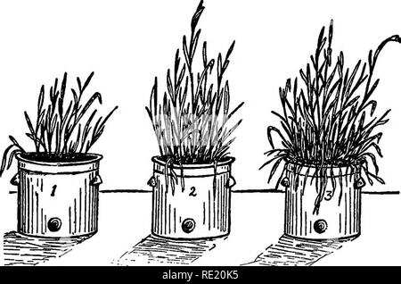 . Garten Gewinne, grossen Geld in kleine Parzellen. Gemüseanbau. Selbst die Aufrechterhaltung der Fruchtbarkeit 227 DIE BEDEUTUNG DER BAKTERIEN - DAS GEHEIMNIS DER UNENDLICHEN FRUCHTBARKEIT Ich hoffe, Sie haben erkannt, wie groß dieses ist, aus dem Entwurf, den ich dir gegeben der Aktion dieser Organismen. Es ist nur eine kurze Zeit, da die sehr. "Diese 70 img Weizen Pflanzen, unter den gleichen Bedingungen gewachsen- cllmatls zeigen die eSect steilllzation des Bodens. Die Erde im Topf 1 war unbehandelt; dass in Topf 2 ausgesetzt war Dampf für zwanzig Minuten zu Toluol: Dass in Topf 3 beheizt bis 212°F. den Tod von Bakterien - zerstörende Organismen Ergebnisse In Stockfoto