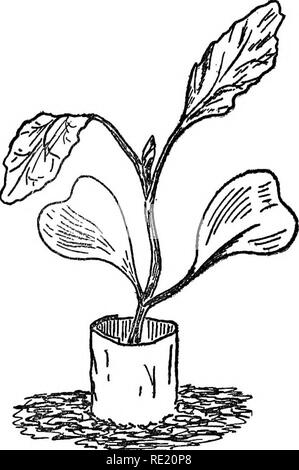 . Garten Gewinne, grossen Geld in kleine Parzellen. Gemüseanbau. Ein JAHR IM ZYKLUS IM GARTEN 177. Einzelnen Kohl, Tomaten und Auberginen kann von cut-Würmer, durch Papier Halsbänder, setzen Sie an, wenn Sie spät säen, Kohl, Blumenkohl, Grünkohl und Winter Sellerie transplantierten geschützt werden. Sie können sparen Sie Zeit und Platz mit der Aussaat im Betten jetzt und verpflanzen, sobald Sie klar eine Reihe von Rüben, Rüben, Erbsen, oder einige frühe pflanzten Gemüse. Natürlich, wenn man den Raum, können Sie die zusätzliche Arbeit der Transplantation durch Starten der Pflanzen in ihren Positionen speichern. Sie können jedoch ein Stockfoto