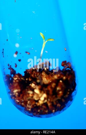 Keimlinge von Klee auf einem Nährboden in einem Reagenzglas Stockfoto
