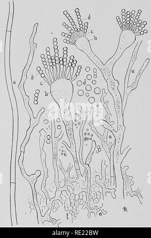 . Pharmazeutische Bakteriologie, mit besonderem Bezug auf die Desinfektion und Sterilisation. Die Bakteriologie. 152 PHARMAZEUTISCHE BAKTERIOLOGIE. Dieser fremde Organismen können in einem solchen Maße entwickeln, wie die Qualität des Produktes vollständig zu ändern. Wie Gärung Krankheiten sind eine Quelle von viel Ärger für Hersteller, oft in großen Finanz- Verlust, aber das hat auch der große Reiz in überzeugende, die Verwendung von reinen Kulturen und bei der Perfektionierung der Methoden, die bekannt sind, zu verbessern. Abb. 71.- Sak^. Aspergillus oryzoe, vegetativen hyphas (a), und Sporen bilden Stockfoto