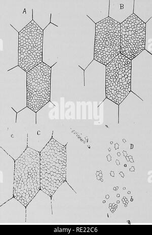 . Pharmazeutische Bakteriologie, mit besonderem Bezug auf die Desinfektion und Sterilisation. Die Bakteriologie. ISO-pharmazeutischen Bakteriologie. 4. Ausdruck, Kühlung, Klärung und Pasteurisieren. Diese Prozesse sind sehr eng und sakfi Ähnliche in Bier brauen. Die Unterschiede sind gering und beziehen sich auf Änderungen der Methoden von verschiedenen Hersteller. Konservierungsstoffe, wie Salicylsäure, können hinzugefügt werden. Beide Getränke können rein werden mit Alkohol gezwungen. Dies ist in der Regel nicht mit Sak^ getan als die Brauer erklären, dass der Zusatz von ausländischen Alkohol zerstört den charakteristischen Geschmack Stockfoto