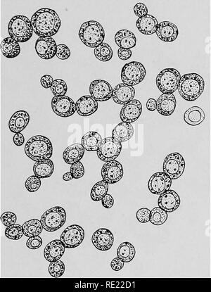 . Pharmazeutische Bakteriologie, mit besonderem Bezug auf die Desinfektion und Sterilisation. Die Bakteriologie. Hefen und Schimmelpilzen. 143 (Zygomycetes) Zygospore Bildung. Beide sind im Gewebe Infektionen gefunden. I. Phycomycetes. 1. Mucor corymbifer. 2. Mucor mucedo. 3. Andere Arten von mucor sind als die Ursache pathologischer Zustände im Menschen und in der Niederen Tieren berichtet. Einige sind die Ursache für tödliche ansteckende Krankheiten in einem solchen Haushalt Schädlinge wie die gemeinsamen Fliegen. Andere Angriff Obst, wie Birnen, Feigen insbesondere Lederwaren wie Handschuhe, etc.. Abb. 64.- Saccharomyces cerevisece. Die Form oder die Sorte bekannt als brewe Stockfoto