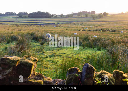 Landschaft Landschaft bei Sonnenuntergang, Newburgh, Northumberland, England, Vereinigtes Königreich Stockfoto