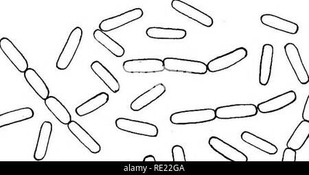. Pharmazeutische Bakteriologie, mit besonderem Bezug auf die Desinfektion und Sterilisation. Bakteriologie. lOO PHARMAZEUTISCHE BAKTERIOLOGIE. Sehr destrucSve Pflanzen zuschneiden, wodurch Krankheiten von Wurzeln und anderen Organen. Bacillus-Californiensis, aus Zuckerrüben und aus Zuckerrüben Boden isoliert, wird das Wachstum der Zuckerrüben zu fördern, insbesondere die Sämlinge. Die microbic Hülsenfrüchten Dünger von der Abteilung für Landwirtschaft, Washington, D.C, ist eine geringfügige Änderung der Hiltner Methode. Die microbic Kulturen sind in der Abwesenheit von Stickstoff oder stickstoffhaltigen Verbindungen bilden sie angebaut Stockfoto