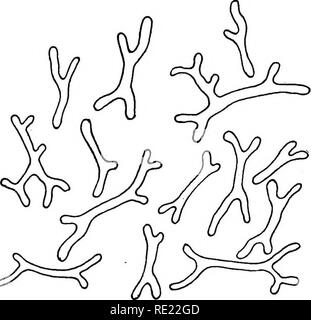 . Pharmazeutische Bakteriologie, mit besonderem Bezug auf die Desinfektion und Sterilisation. Die Bakteriologie. Abb. 48.- R. mutabile wie es in reifen Knötchen von Rot- und Weißklee Root Knoten wird angezeigt. Dies kann in Betracht gezogen werden, um die extreme Form Variation durch Hyper-Ernährung.. &Gt;^Abb. 49.- R. mutabile aus der Wurzel Knötchen von Trifolium heterodon, zeigt die Ex-treme Form Variation durch Hyper-Wachstum. Die Formulare in den Abbn. 7, 8 und 9 sind einfach natürliche Involution Formen der gleichen Art, die aufgrund von Unterschieden in der Umwelt- und Host-Beziehung. Das Chromatin Körper gefunden in der Hyper-genährt f Stockfoto