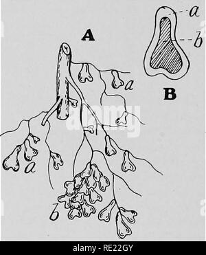 . Pharmazeutische Bakteriologie, mit besonderem Bezug auf die Desinfektion und Sterilisation. Die Bakteriologie. 96 PHARMAZEUTISCHE BAKTERIOLOGIE. Ein paar andere. Von diesen, Khizohium mutabile, die Wurzel-Knoten Bakterium von den Leguminosen, hat die meisten Aufmerksamkeit erhalten. Die ersten einen Plan zu empfehlen für praktisch die Nutzung der Knöllchenbakterien (Rhizobien) und Buchstaben Patent für den Prozess in Deutschland und in den Vereinigten Staaten zu sichern, waren Nobbe und Hiltner, der tharand, Deutschland. Patent Nr. 570.876 Nobbe und Hiltner in den Vereinigten Staaten, 3. November 1896 gewährt wurde. Dieses patentierte Dünger für Leguminosen pla Stockfoto